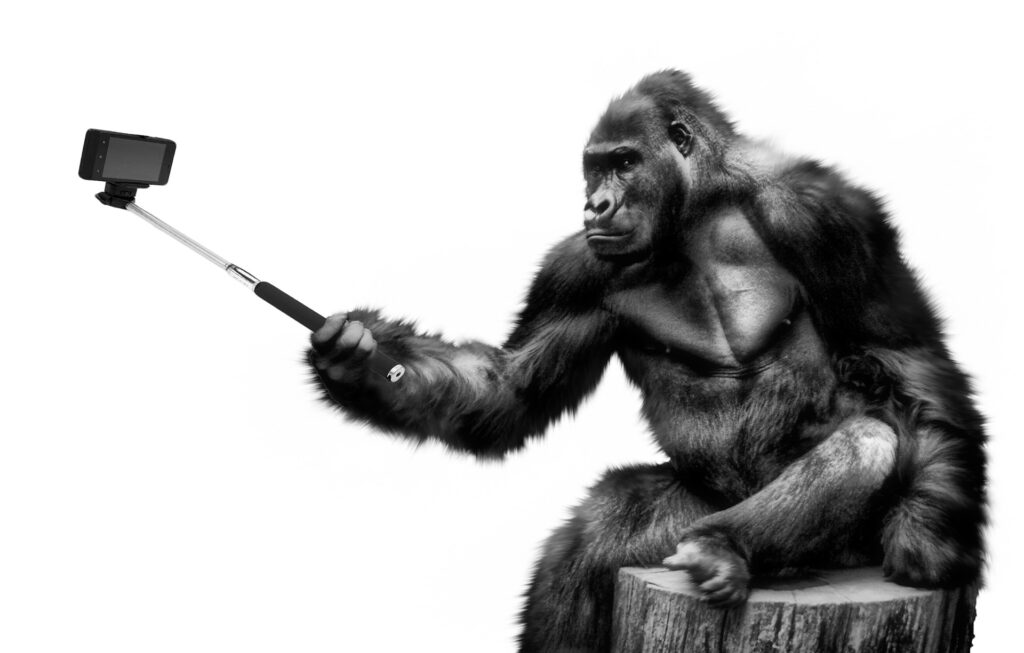 Macaco tirando selfie
