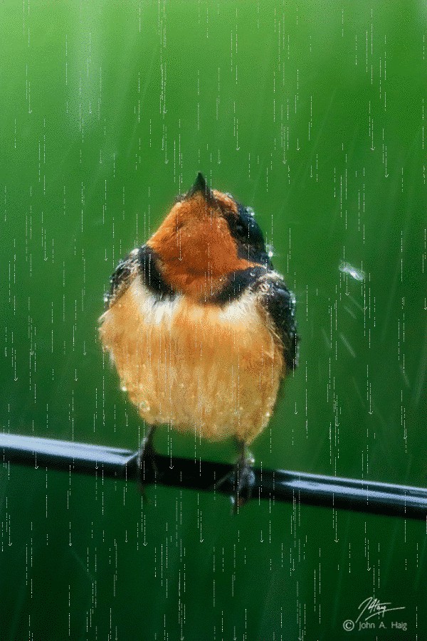 passarinho na chuva