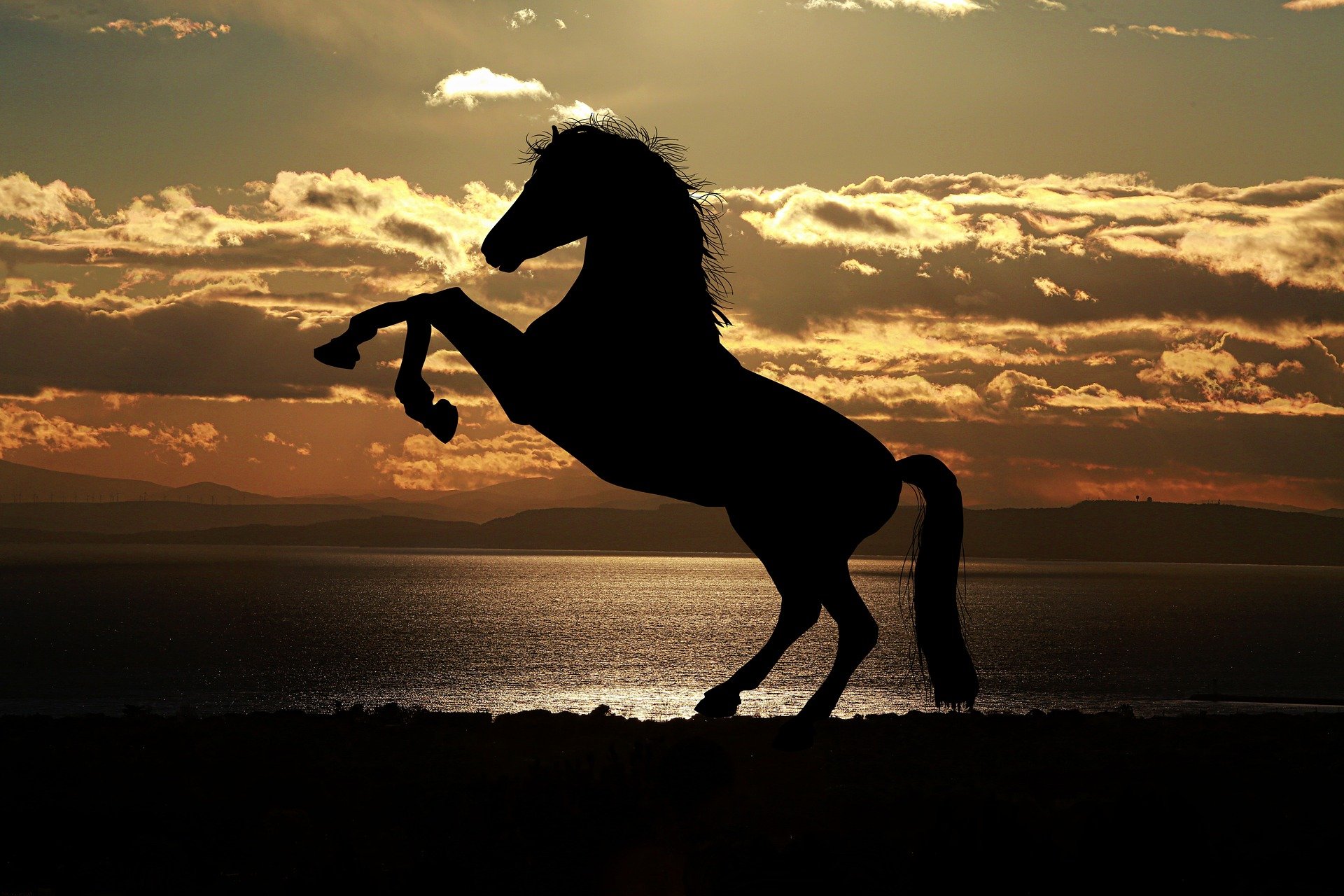 cavalo preto