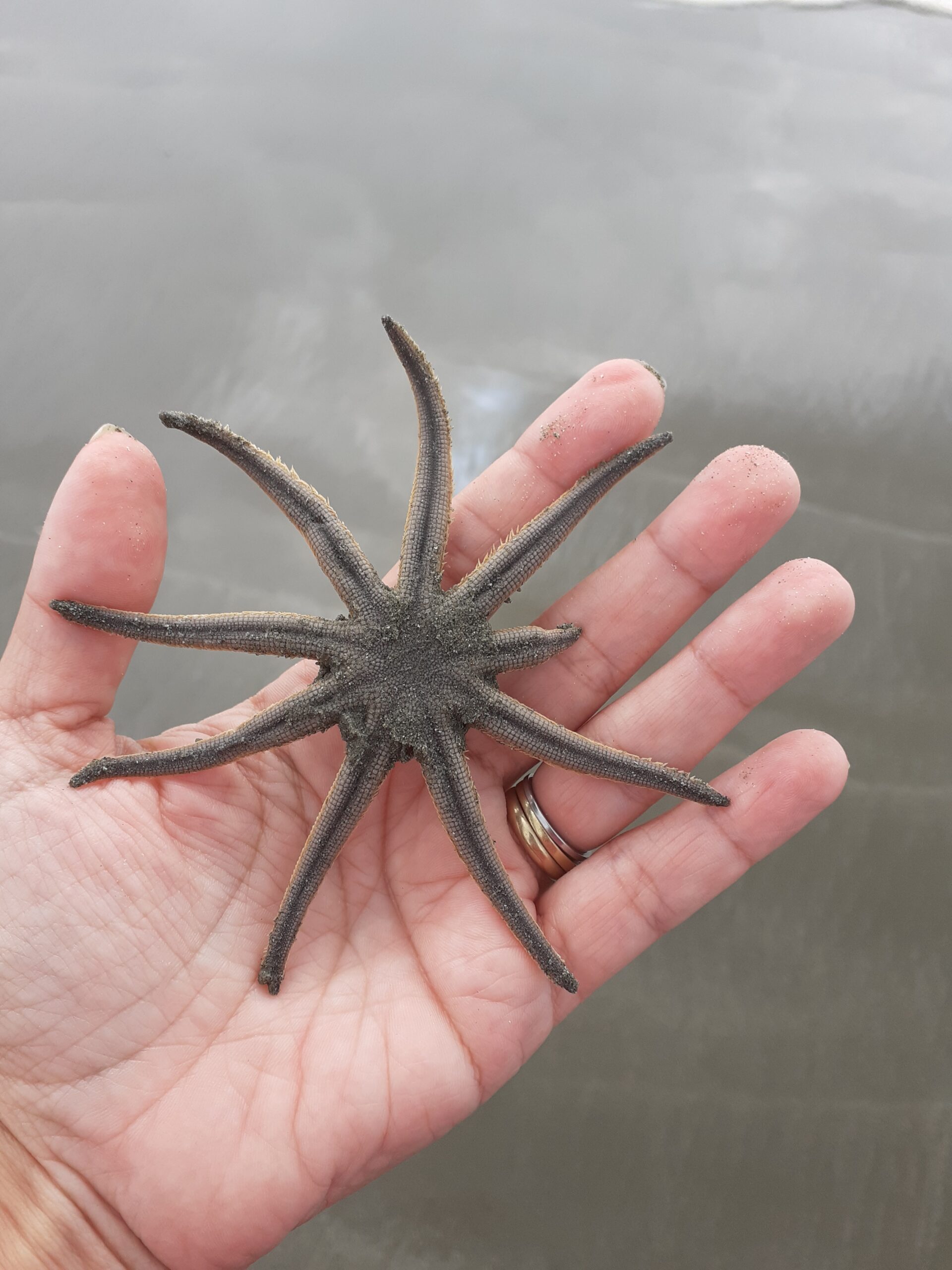 estrela do mar