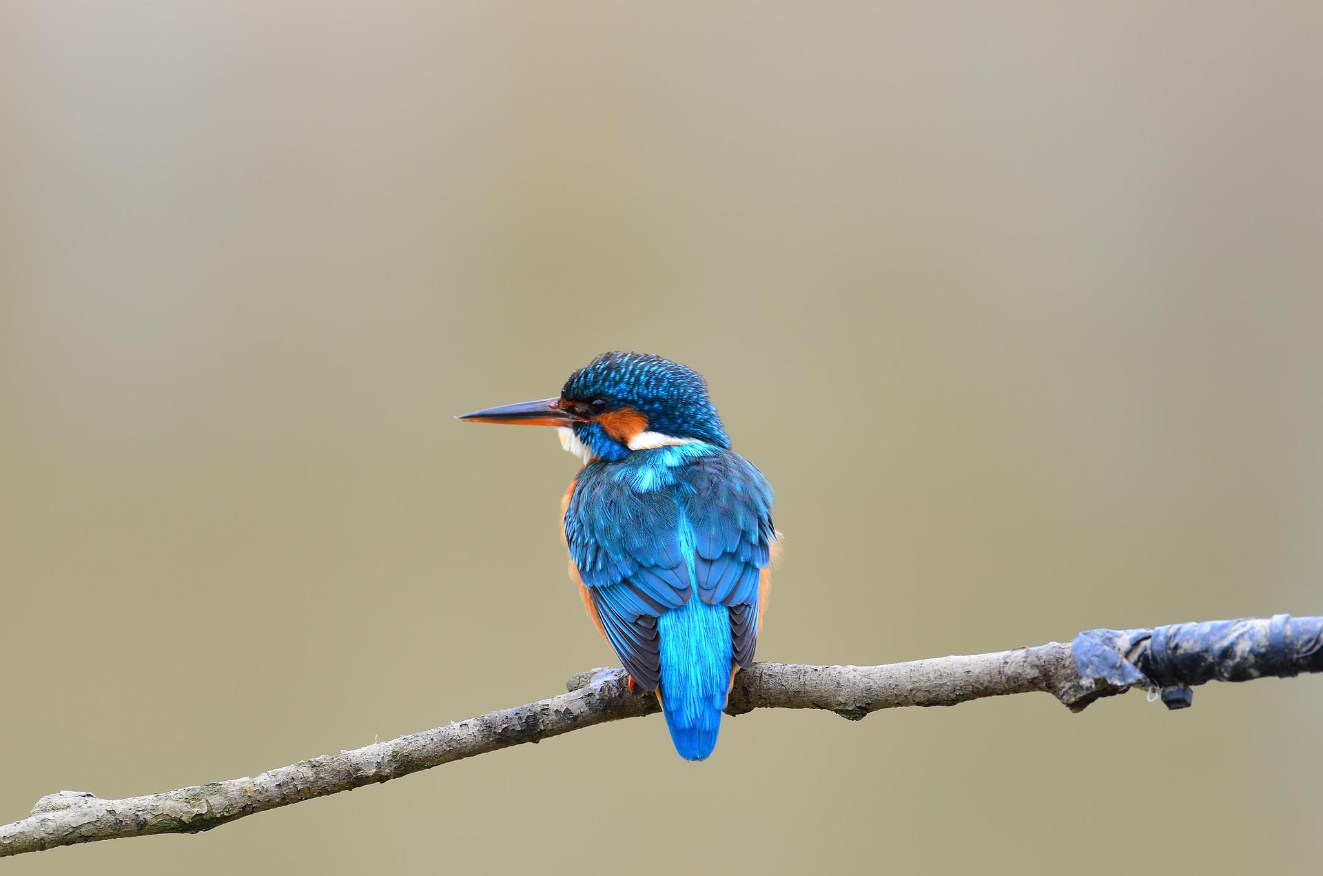 pássaro azul
